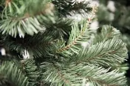 Novogodišnja jelka Aljaska 150 cm