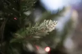 Zelena novogodišnja jelka sa belim vrhovima 250 cm