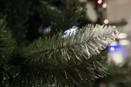 Zelena novogodišnja jelka sa belim vrhovima 250 cm