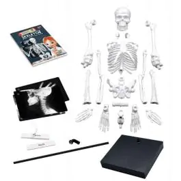 Model ljudskog skeleta sa postoljem Buki  Skelet 104919 BUKI