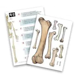 Model ljudskog skeleta sa postoljem Buki  Skelet 104919 BUKI